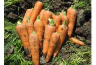 Чикаго F1 - морковь, 200 000 семян, United Genetics (Юнайтед Дженетикс), США фото, цена